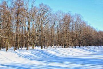 Snow-covered field stretches out towards a distant horizon, framed by a line of bare trees silhouetted against a clear blue sky. Serene winter landscape with bare trees lining a snowy field 