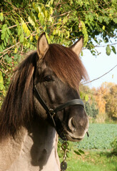Obraz premium head portrait of a pretty light quarter horse with dark mane
