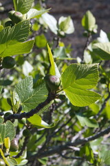 Ficus carica, a species of small tree in the flowering plant family Moraceae. Native to the Mediterranean and western Asia, fig tree, spanish fig