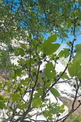 Ficus carica, a species of small tree in the flowering plant family Moraceae. Native to the Mediterranean and western Asia, fig tree, spanish fig