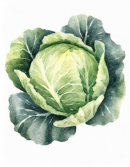 Watercolor Painting Of Cabbage