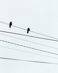 birds on wires