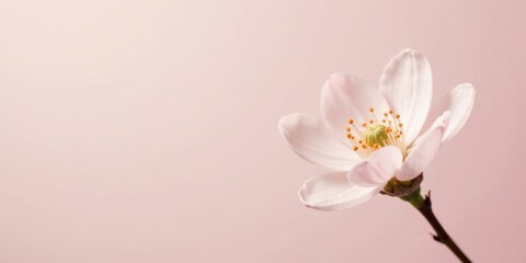 Delicate Pink Blossom on Pale Background A Study in Softness and Serenity