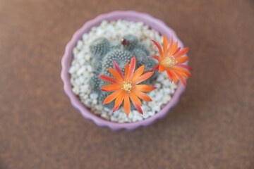 Rebutia heliosa in bloom, Rebutia cv. in bloom,  with  orange flowers
