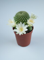 Rebutia heliosa in bloom, Rebutia cv. in bloom,  with  white flowers, on seleste blue   background