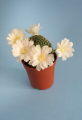 Rebutia heliosa in bloom, Rebutia cv. in bloom,  with  white flowers, on seleste blue   background