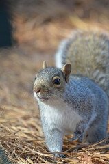 Close up of Grey Squirrel in Forest during fall