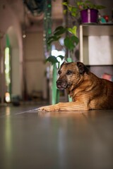 Retrato de perro en el interior del hogar en formato vertical