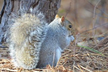Close up of Grey Squirrel in Forest during fall