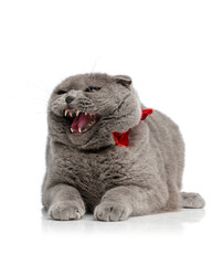 angry british shorthair with red bowtie looking to side
