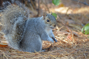Close up of Grey Squirrel in Forest during fall