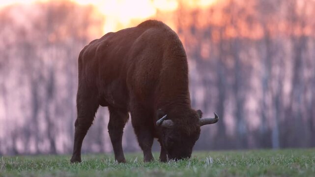 Mammals - wild nature European bison ( Bison bonasus ) Wisent bull standing on the winter field without snow sundown North Eastern part of Poland, Europe Knyszynska Primeval Forest