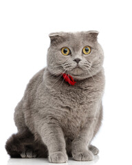 gentleman british shorthair cat wearing red bow tie