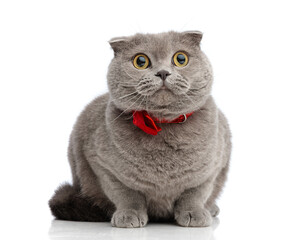 stylish british shorthair cat wearing red bow tie lying down