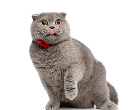 hungry gray cat licking its nose and raising its paw - Powered by Adobe