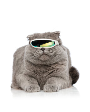 adorable british shorthair wearing cyclop sunglasses while lying down