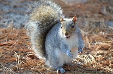 Close up of Grey Squirrel in Forest during fall