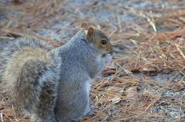 Close up of Grey Squirrel in Forest during fall