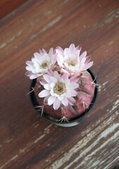 Blooming succulent plant, Gymnocalycium mihanovichii in bloom, the spider-cactus, dwarf chin cactus,  with pink flower, on wooden background