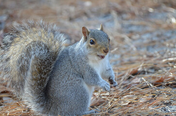 Close up of Grey Squirrel in Forest during fall