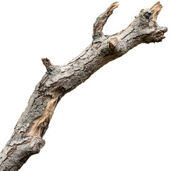 Fototapeta premium Dry tree branch nature wood isolated on transparent background
