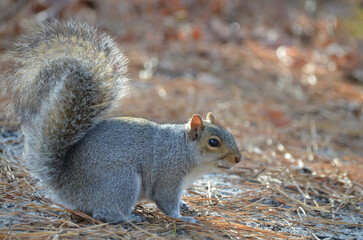 Close up of Grey Squirrel in Forest during fall