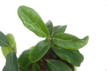 Foliage of Kadsura japonica, on white background