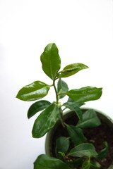 Foliage of Kadsura japonica, on white background