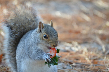 Close up of Grey Squirrel in Forest during fall eating a strawberry