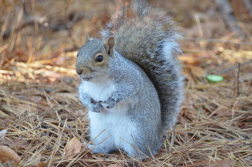 Close up of Grey Squirrel in Forest during fall