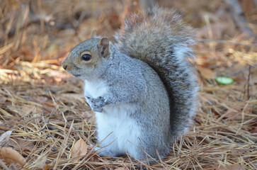 Close up of Grey Squirrel in Forest during fall