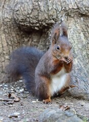 Eurasisches Eichhörnchen (Sciurus vulgaris) im Schlosspark Schönbrunn, vertikal