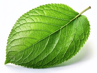 Obraz premium Fresh Green Apple Leaf Isolated on White Background - High Resolution Stock Photo