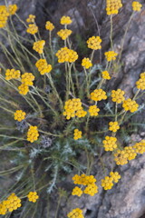 Helichrysum italicum, Helichrysum arenarium,  curry plant,  Italian strawflower, dwarf everlast,  immortelle - a flowering  ornamental and medicinal plant of the daisy family Asteraceae.