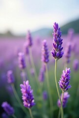 Obraz premium Soft lavender blooms sway gently in the breeze, calming, lavender fields
