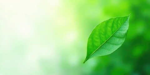 A single vibrant green leaf, delicately poised against a soft, blurred backdrop of verdant foliage, symbolizes the purity and tranquility of nature.