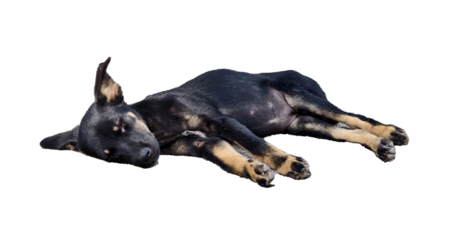 Sleeping Puppy: A small, dark-colored puppy lies peacefully asleep, its paws gently outstretched. The image evokes feelings of calm and tranquility.