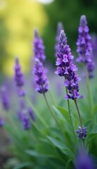 Obraz premium Soft lavender blooms sway gently in the breeze, nature, serene, garden