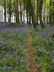 Beautiful bluebell woods in Spring