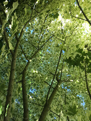 Fototapeta premium Silver Variegated Norway Maple Tree, canopy