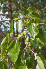 Obraz premium Berries of Morus, a genus of flowering plants in the family Moraceae, known as mulberries