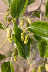 Fototapeta premium Berries of Morus, a genus of flowering plants in the family Moraceae, known as mulberries