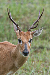 animal Brazilian Pantanal,  pampas deer , Ozotoceros bezoarticus 