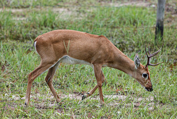 animal Brazilian Pantanal,  pampas deer , Ozotoceros bezoarticus 