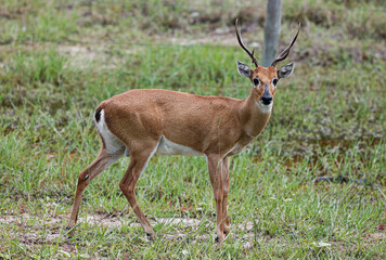 animal Brazilian Pantanal,  pampas deer , Ozotoceros bezoarticus 