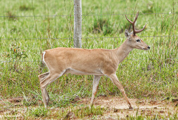animal Brazilian Pantanal,  pampas deer , Ozotoceros bezoarticus 