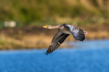 Greylag Goose, Anser anser, bird in flight over winter marshes