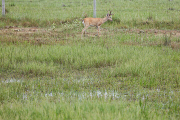 animal Brazilian Pantanal,  pampas deer , Ozotoceros bezoarticus 