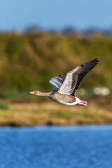 Greylag Goose, Anser anser, bird in flight over winter marshes