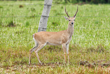 Fototapeta premium animal Brazilian Pantanal, pampas deer , Ozotoceros bezoarticus 